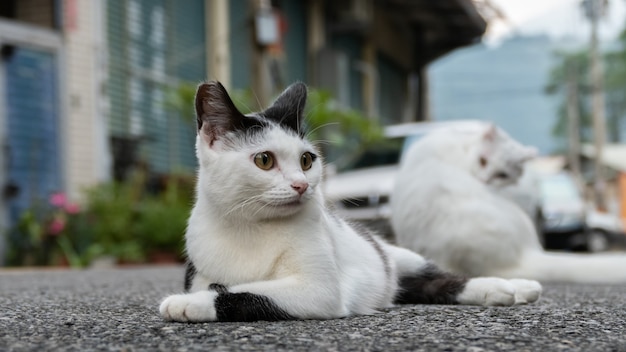 Chat domestique jouer à l'extérieur dans la rue en ville