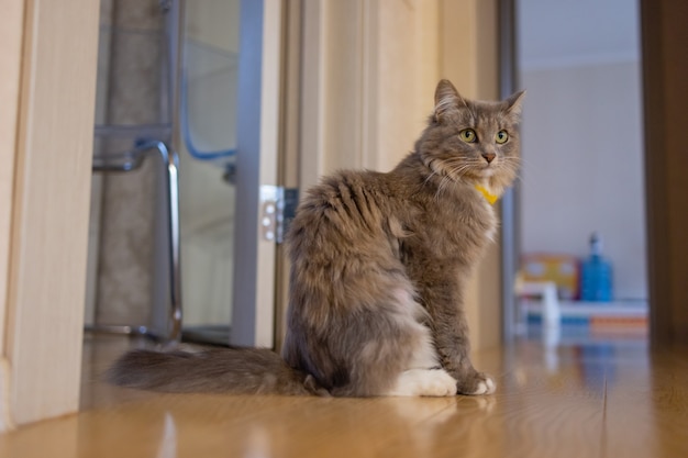 Chat domestique Korat assis sur le plancher en bois.