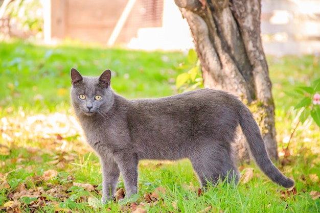 Chat domestique lors d'une promenade dans la cour. Un animal de compagnie. Chat. Chat en promenade. Mammifère. Poils d'animaux.