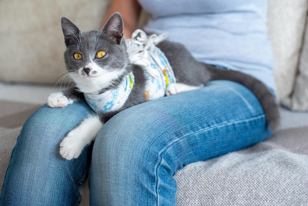 Photo un chat domestique malade se trouve après une intervention chirurgicale sur les genoux d'un propriétaire après l'opération de pansement d'un animal de compagnie après un