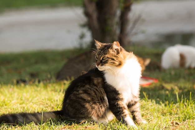 Chat domestique marchant dans la rue animal de compagnie de jour ensoleillé assis sur l'herbe verte