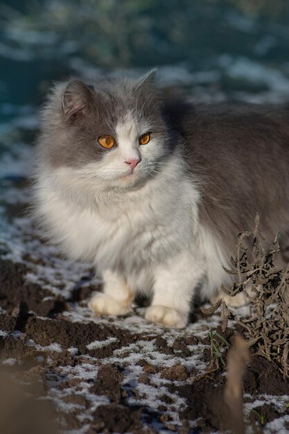 Chat domestique marchant à l'extérieur dans la neige en hiver Portrait de chaton à l'extérieur en hiver sur la neige pelucheuse