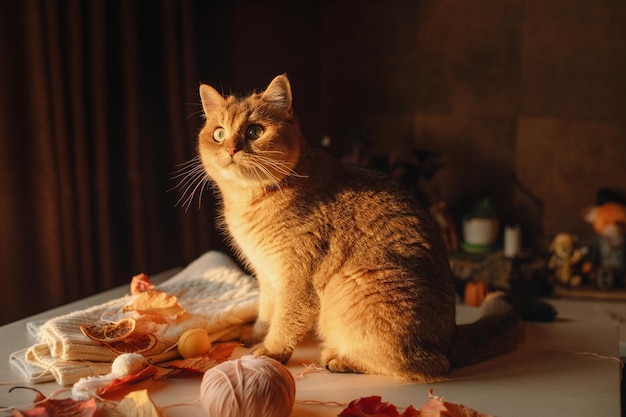 Le chat domestique mignon de gingembre se repose dans une chambre sur une table dans des couleurs chaudes