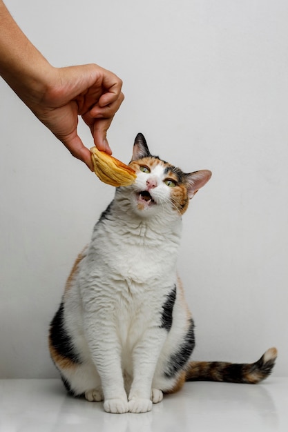 Chat domestique mordant un pain Concept de manger de chat drôle