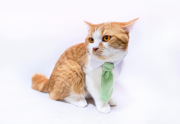 Photo un chat domestique avec un nœud papillon sur un fond isolé