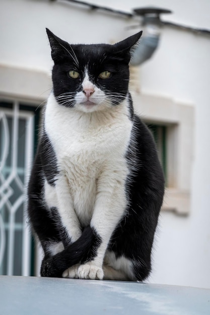 Chat domestique noir et blanc