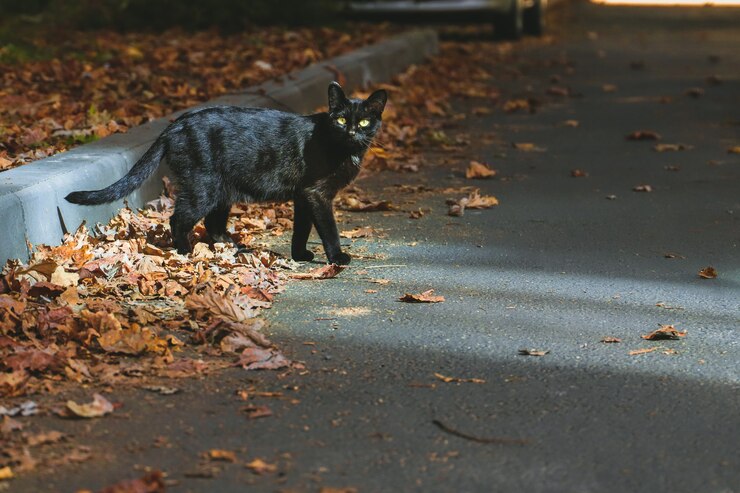 Photo chat domestique noir à poil court marche dans la rue devant les feuilles d'automne.