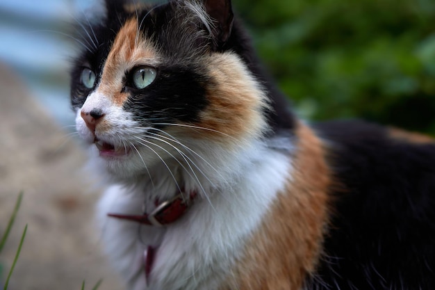 Chat domestique observant sa proie et se préparant à attaquer