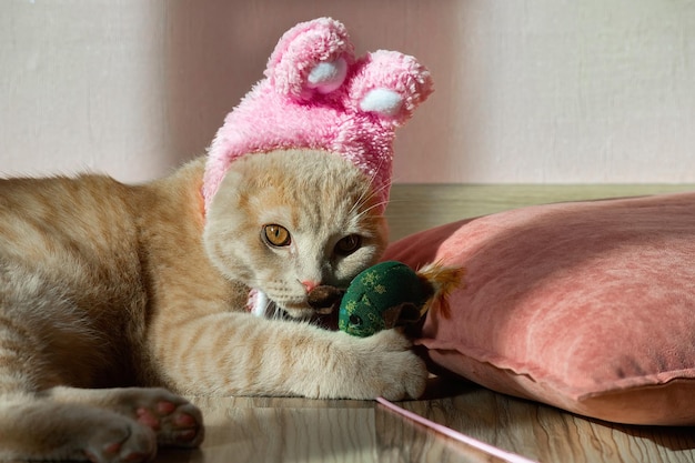 Le chat domestique de Pâques dans un chapeau avec des oreilles de lapin joue sur un oreiller avec un jouet