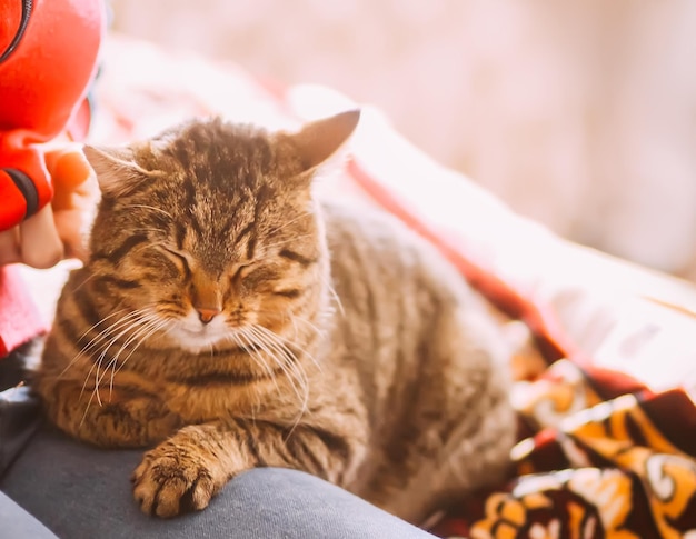 Chat domestique paresseux avec une adolescente à la maison