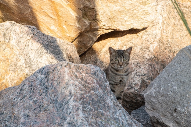 Chat domestique parmi les rochers