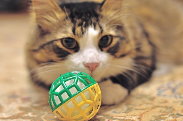 Chat domestique pelucheux avec un jouet