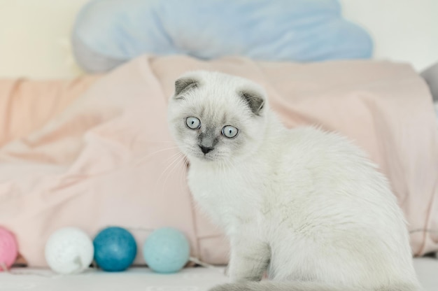 Chat domestique à pli écossais blanc jouant au lit avec des ballons de lumières colorées beau chaton blanc...