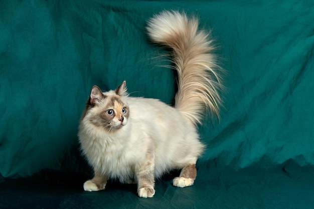 Chat domestique à poils longs un beau chat aux yeux verts intelligents le pelage du chat est tricolore blanc rouge et noir races de chats à poils longs sur fond vert
