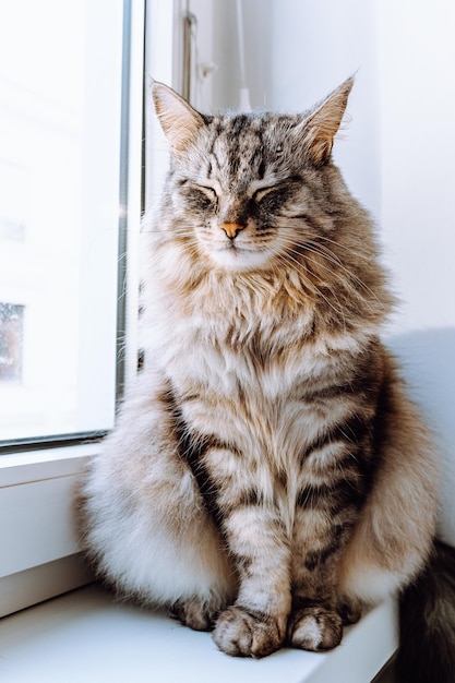 Le chat domestique à rayures grises et moelleuses de la race Maine Coon est assis sur le rebord de la fenêtre avec les yeux fermés