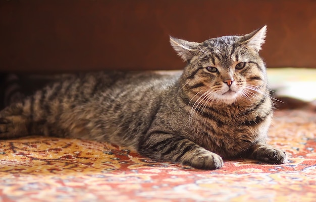 Chat domestique à rayures paresseux se reposant sur un tapis coloré à la maison.