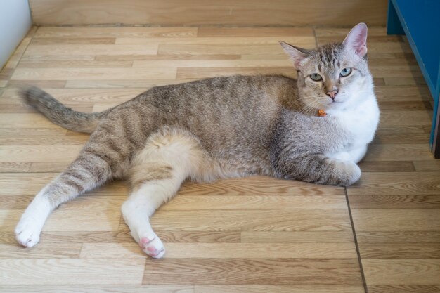 Chat domestique réfrigéré dans un café