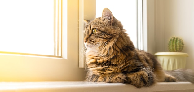 Le chat domestique regarde à l'extérieur de la bannière de la fenêtre avec espace de copie