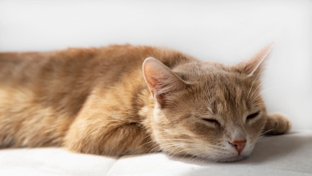 Le chat domestique rouge dort sur un canapé moelleux Le chat se repose