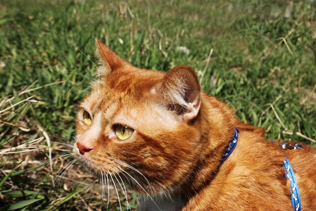 chat domestique rouge marche en laisse dans la rue