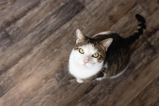 Chat domestique s'asseoir en attendant l'espace de copie de nourriture