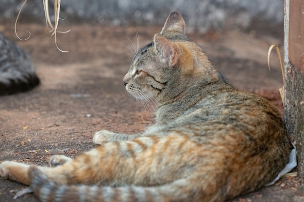 Chat domestique sauvage abandonné dans un cimetière avec mise au point sélective