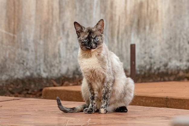 Chat domestique sauvage abandonné dans un cimetière avec mise au point sélective