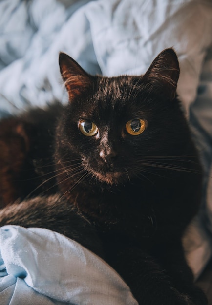 Le chat domestique se trouve sur le drap