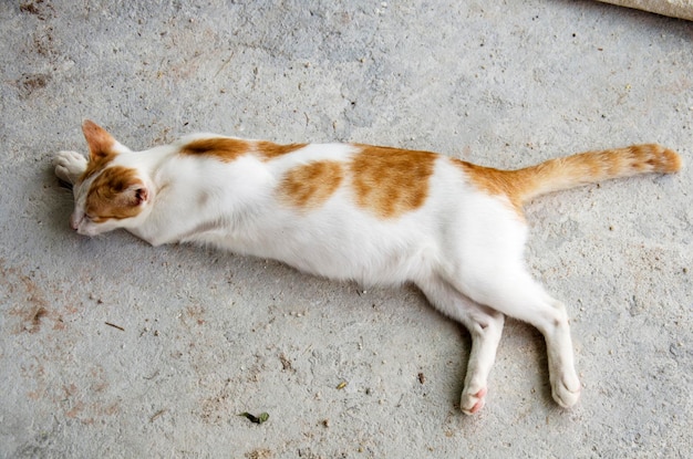 Chat domestique thaïlandais endormi sur le sol