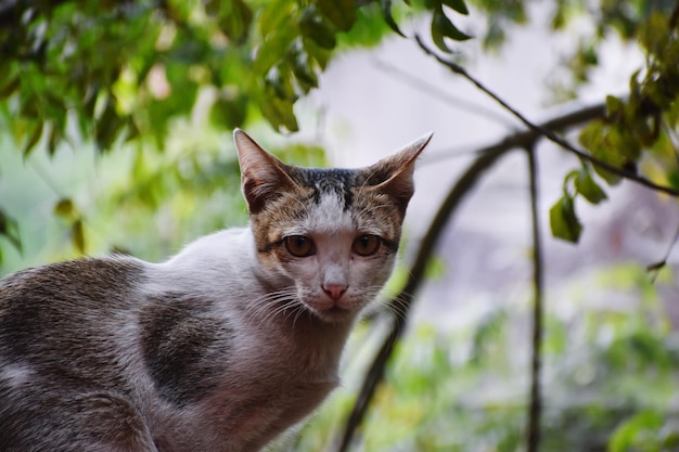 Un chat domestique