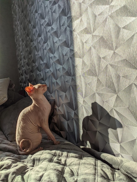 Un chat don sphynx sans poils avec de grandes oreilles roses est assis, sur l'ombre du chat du mur