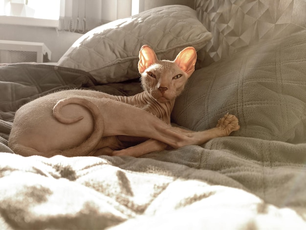 Un chat Don Sphynx sans poils repose sur un lit au soleil