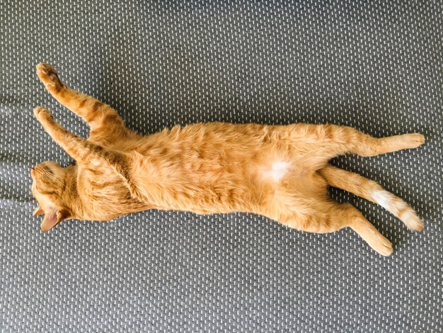 Chat dormant sur un matelas gris