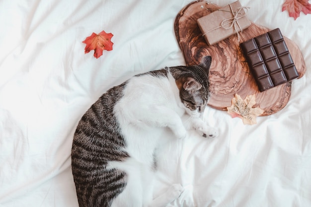 Chat dormant près de chocolat et cadeau