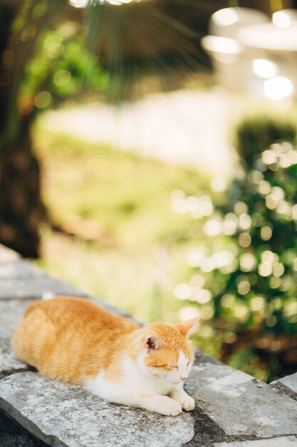 Chat dormant sur le rocher