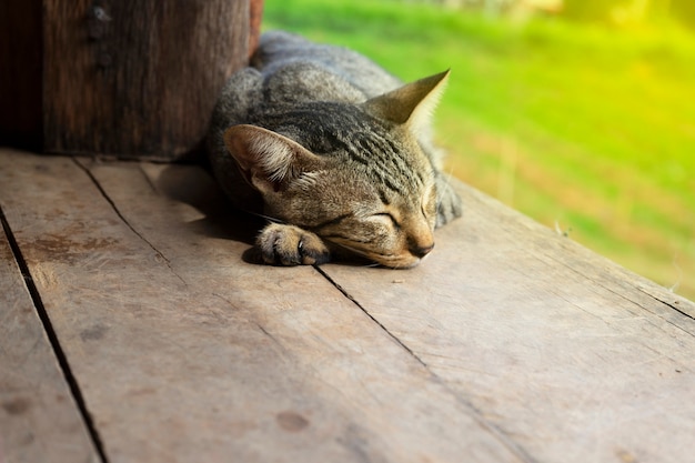 Chat dormant le soir sur le plancher de bois