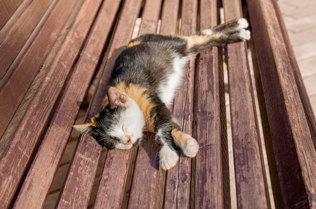 Le chat dort sur un banc en bois