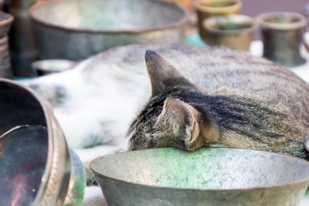 Un chat dort sur un bol en métal