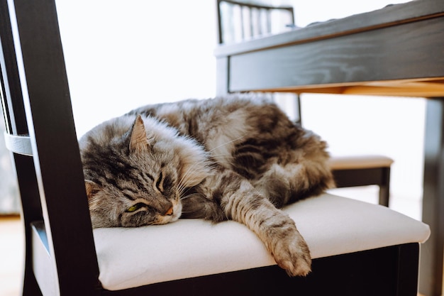 Un chat dort sur une chaise avec ses pattes sur la chaise.