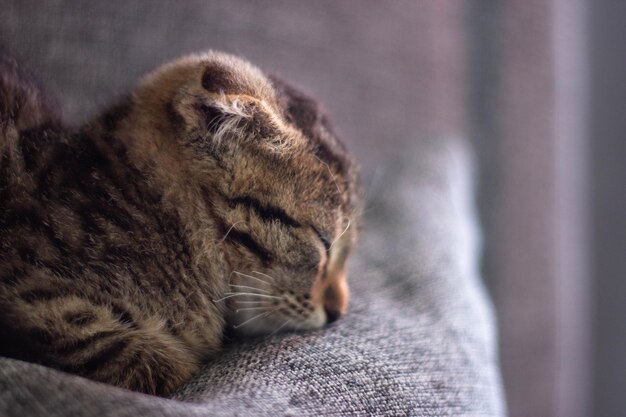 Un chat dort sur une chaise avec les yeux fermés.