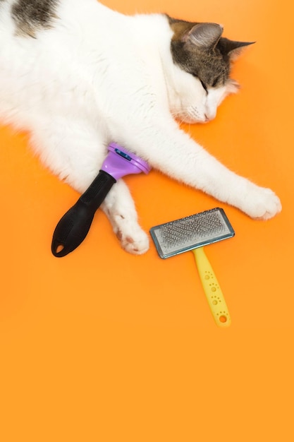 le chat dort à côté des brosses de toilettage