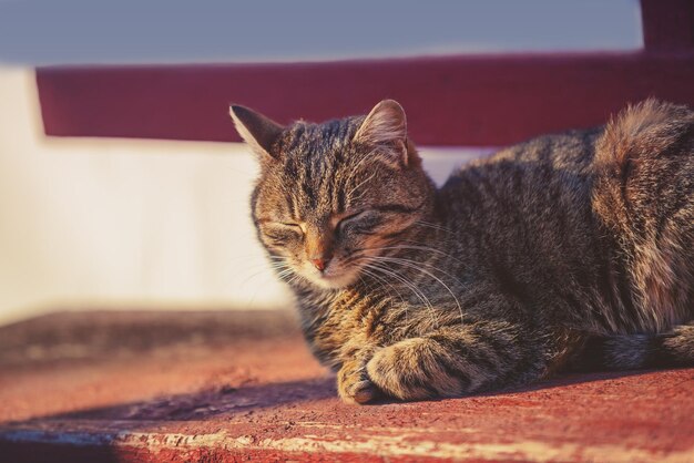 Le chat dort dans la cour en été