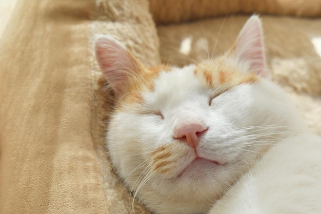 Photo le chat dort dans le lit du chat.