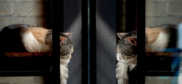 Chat dort devant une fenêtre et voit son reflet dans le miroir