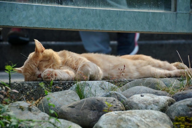 Photo le chat dort sur le sol.