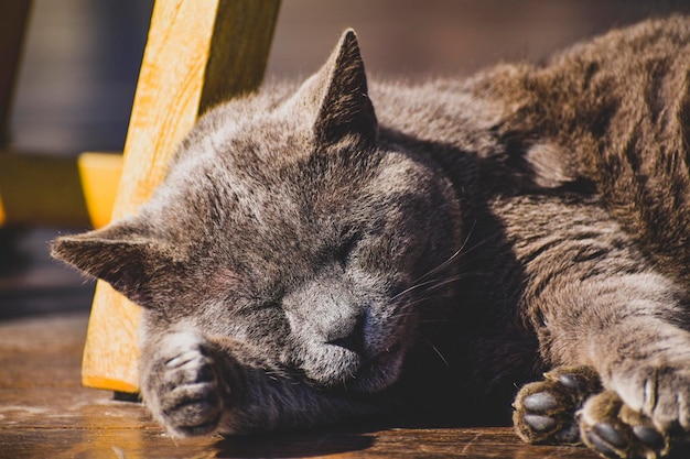 Le chat dort sur le toit d'une voiture.