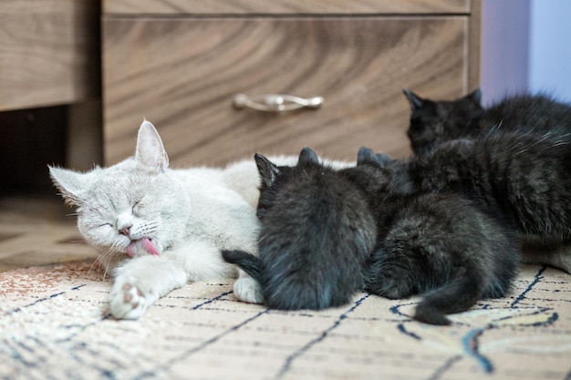 Chat droit britannique nourrit de petits chatons Le concept d'animaux de compagnie