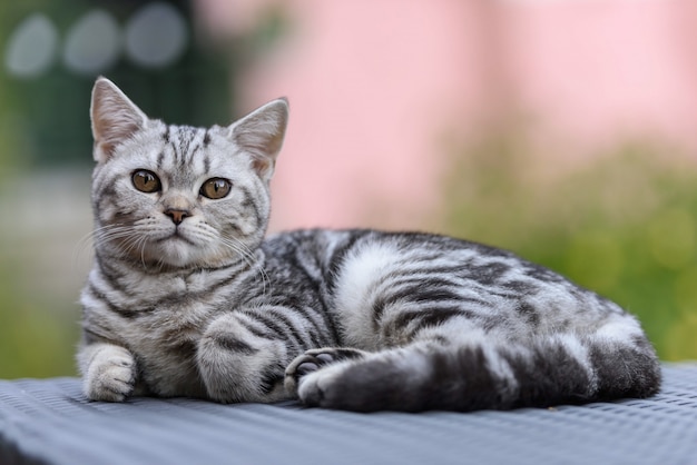 Chat droit écossais argenté