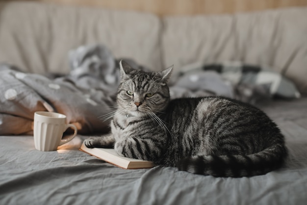 Chat droit écossais drôle allongé dans un lit avec une atmosphère de maison confortable de livre