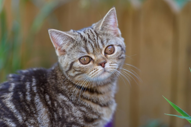 Chat droit écossais marron